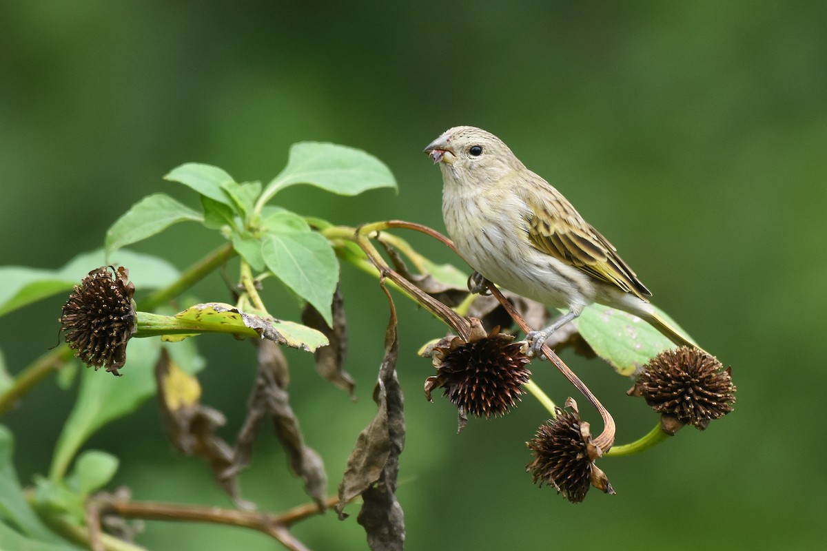 Saffron Finch - ML642869778