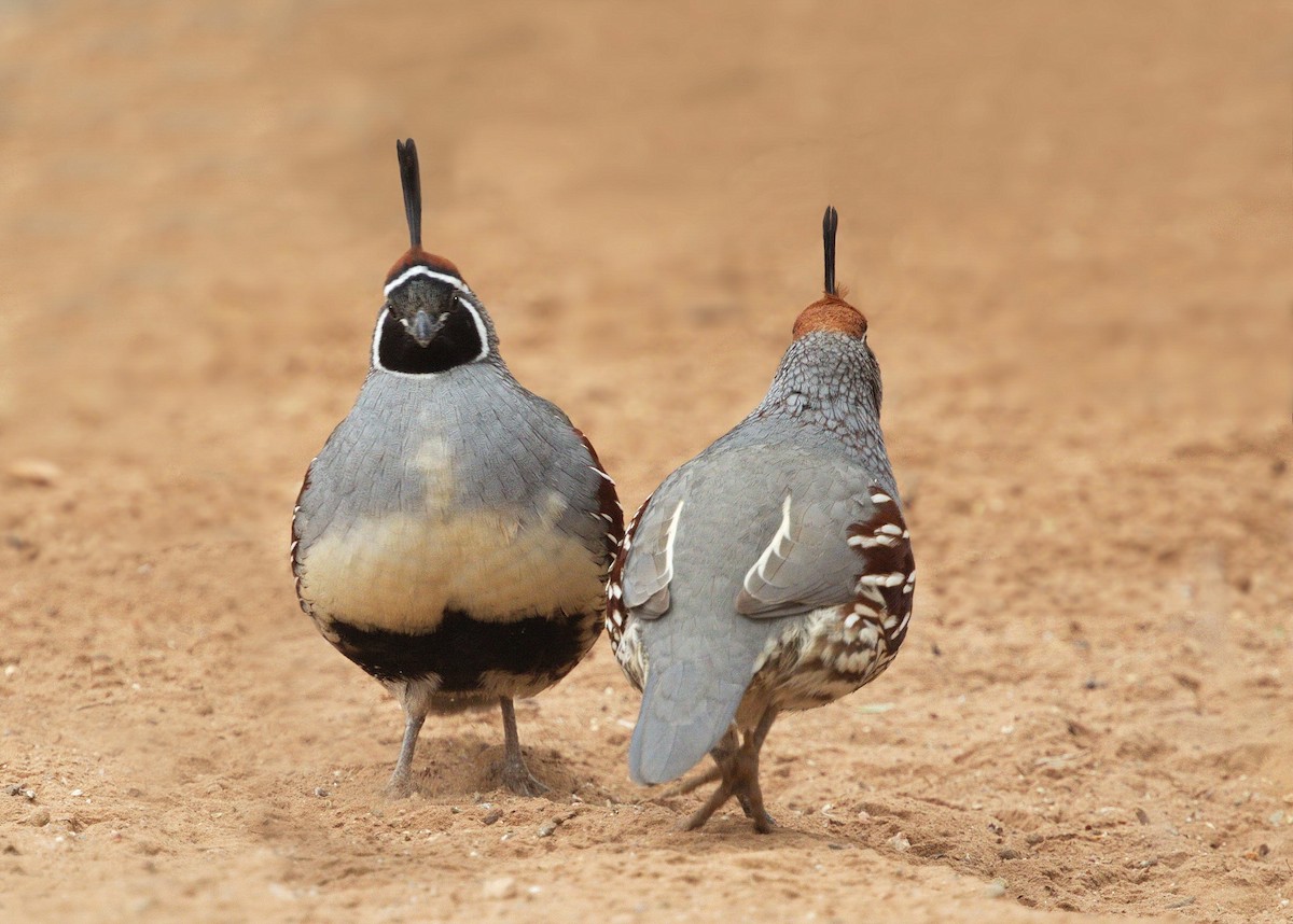 Gambel's Quail - ML642869783