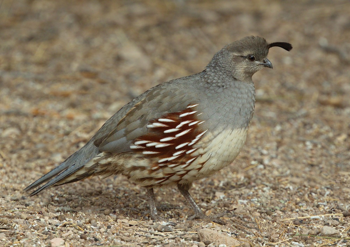 Gambel's Quail - ML642869788
