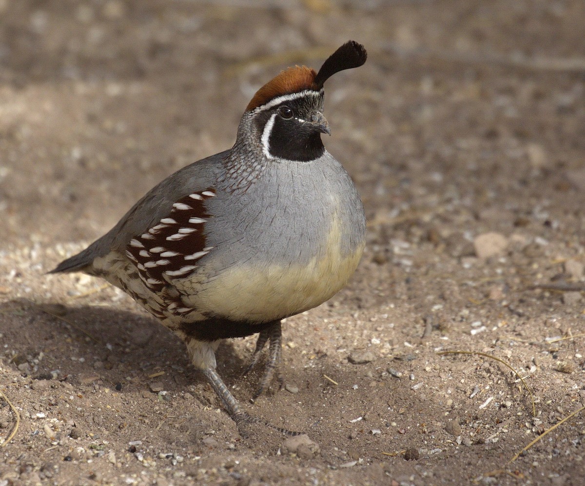 Gambel's Quail - ML642869792
