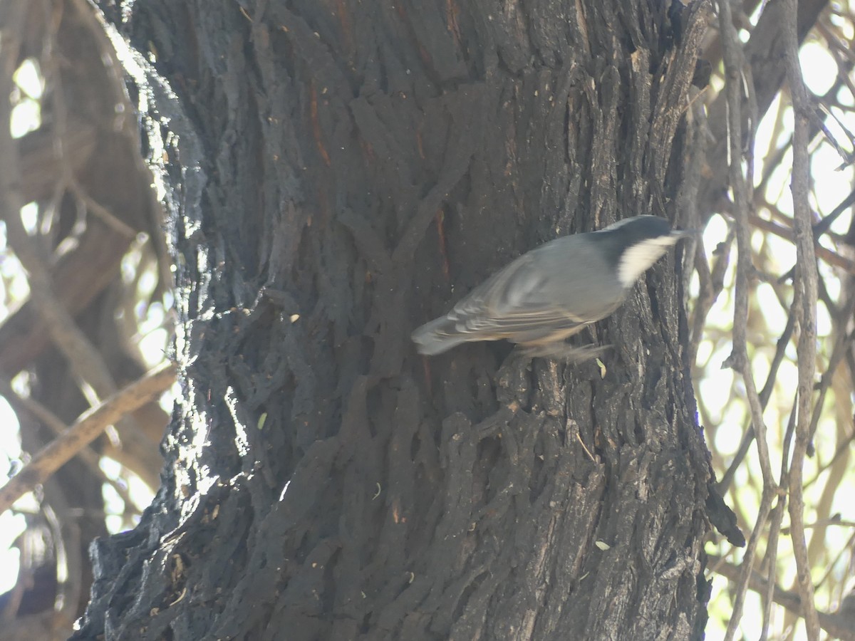 White-breasted Nuthatch - ML642869793