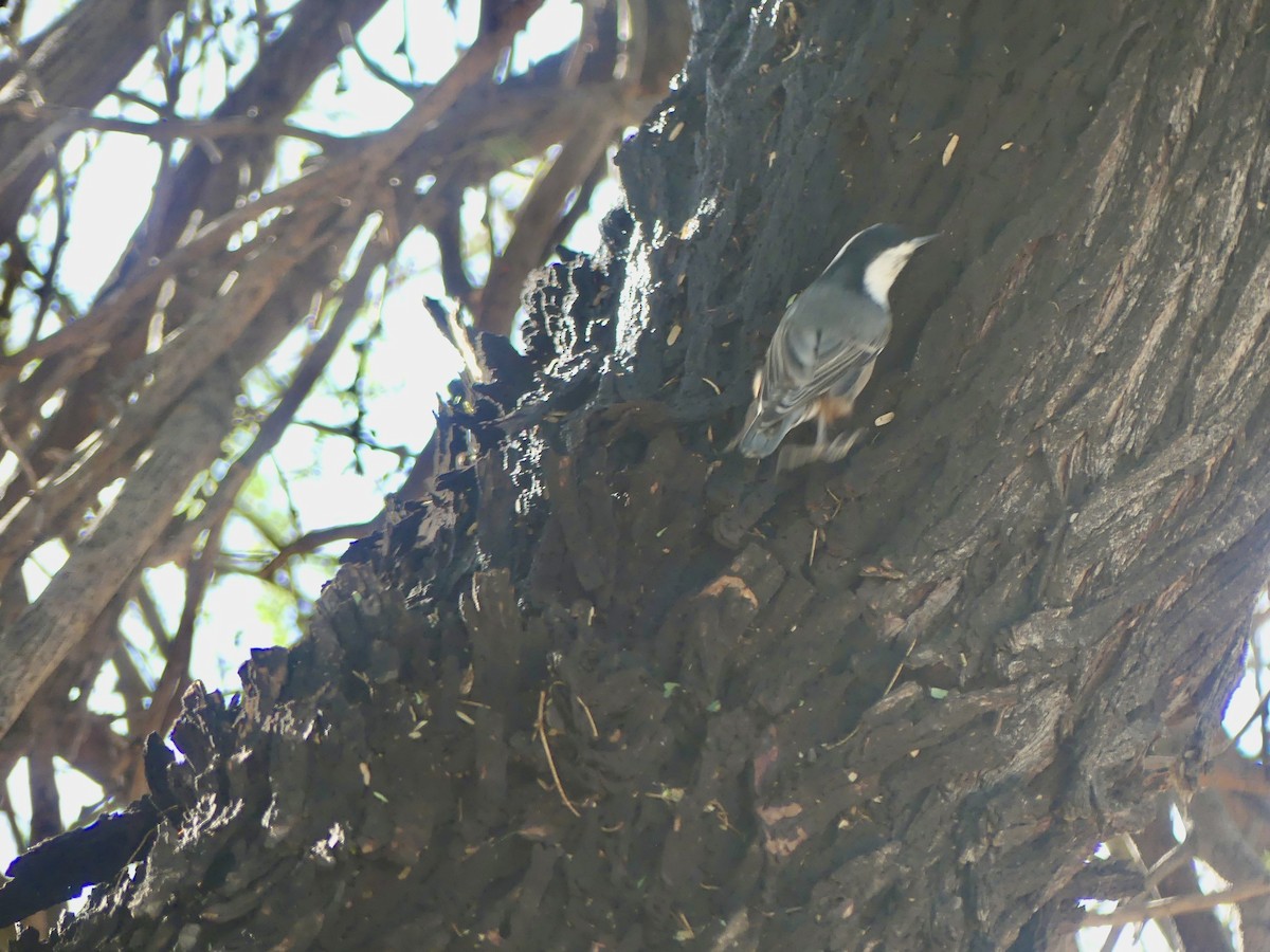 White-breasted Nuthatch - ML642869794