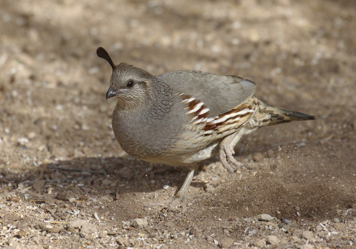 Gambel's Quail - ML642869795