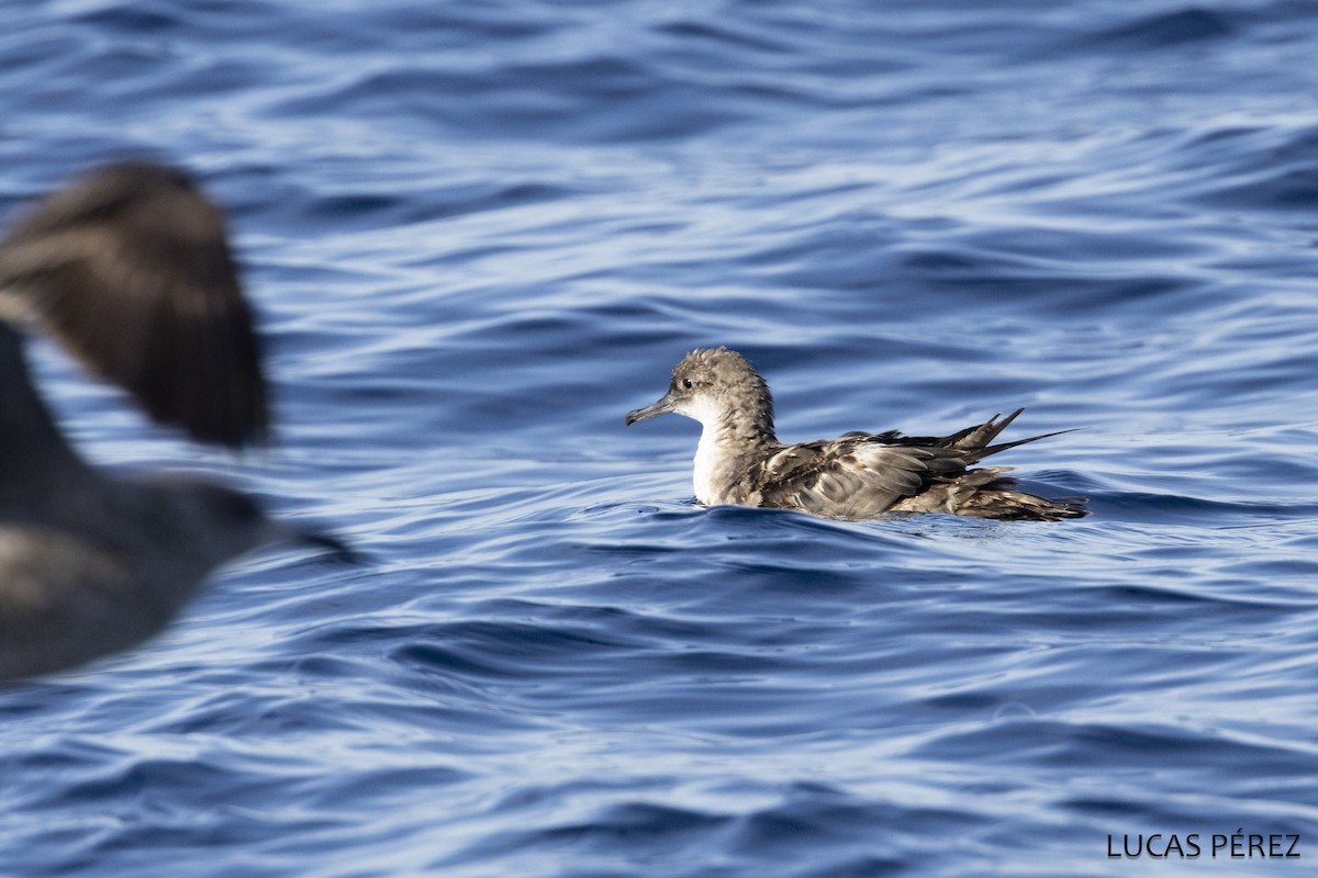 Balearic Shearwater - ML642869798