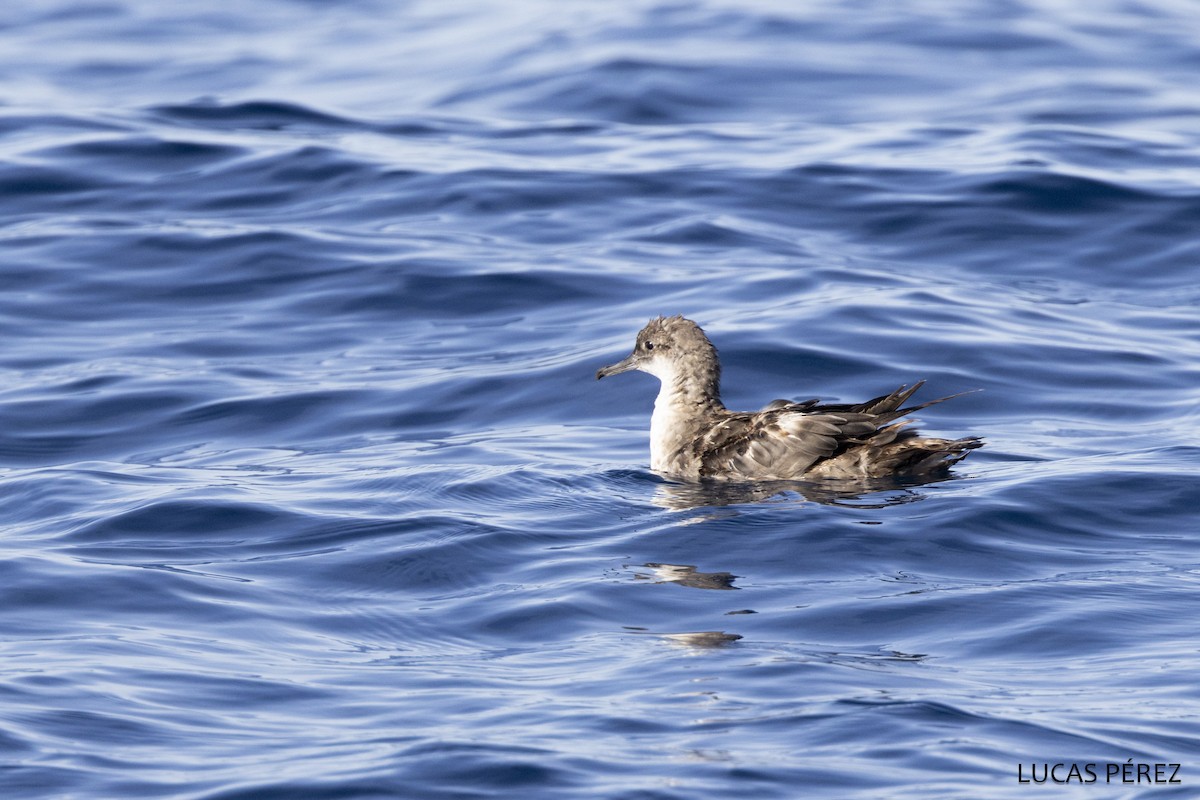 Balearic Shearwater - ML642869799
