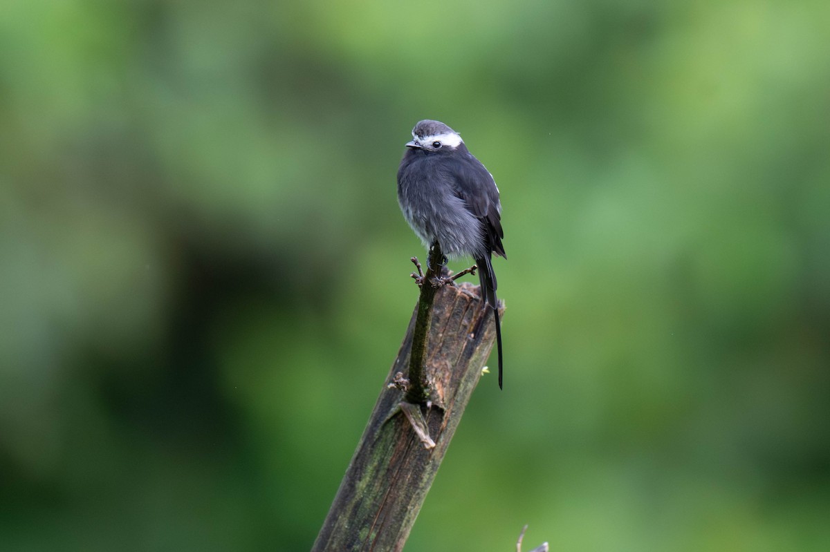 Long-tailed Tyrant - ML642869800