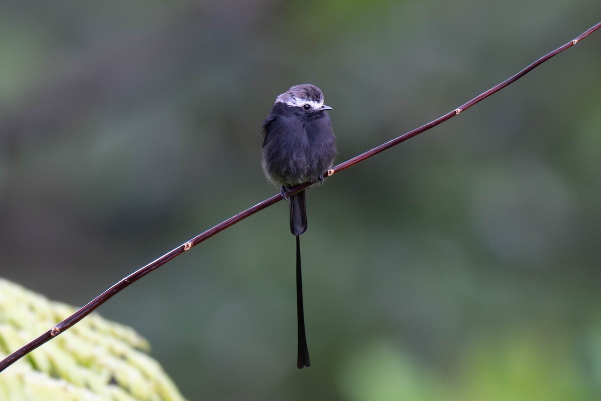 Long-tailed Tyrant - ML642869802
