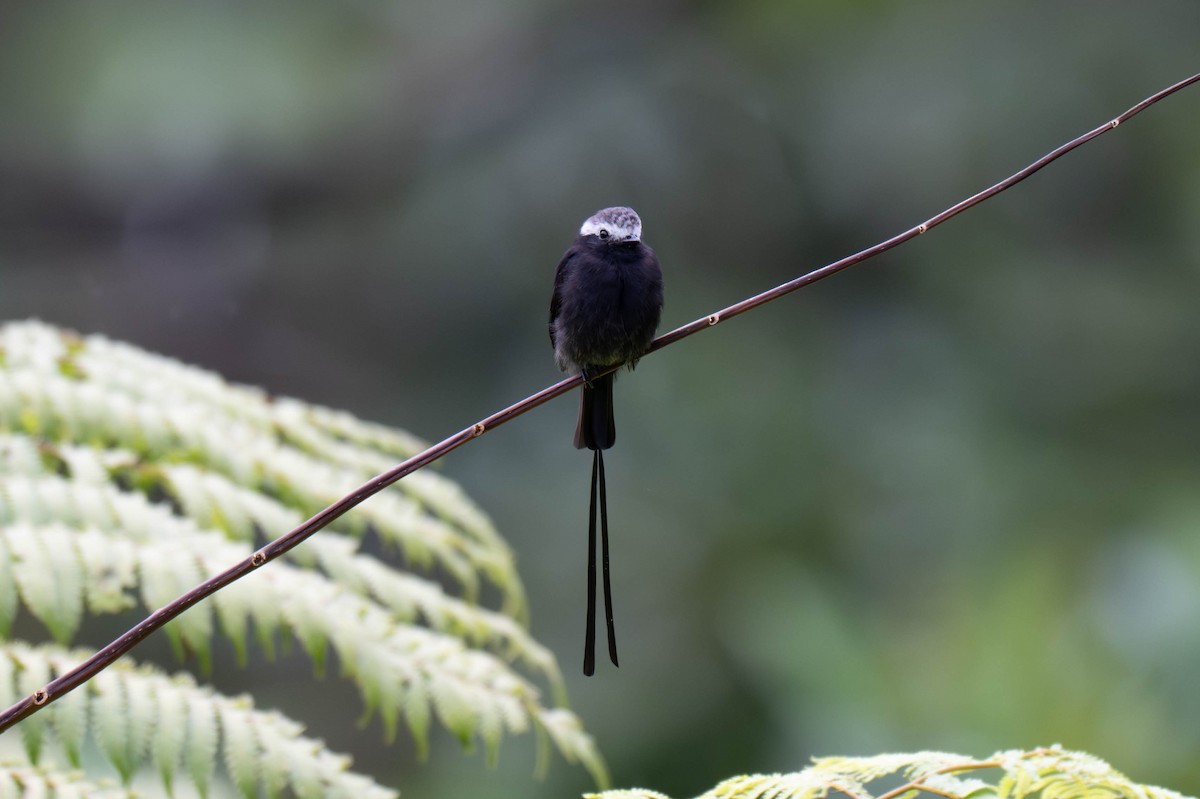Long-tailed Tyrant - ML642869803