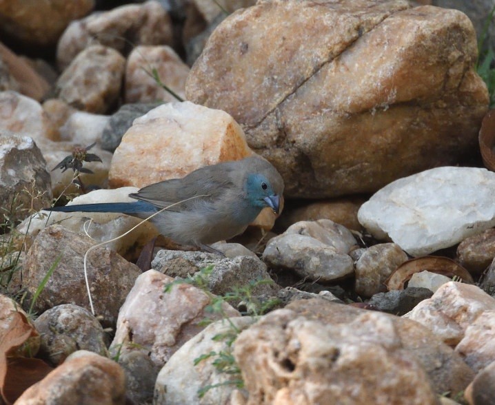 Southern Cordonbleu - ML642869834