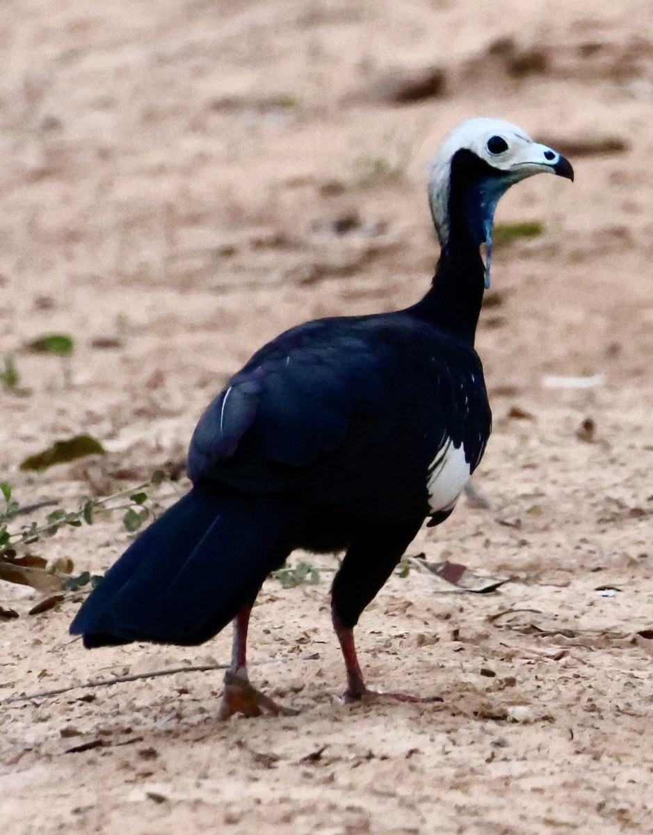 White-throated Piping-Guan - ML642869841