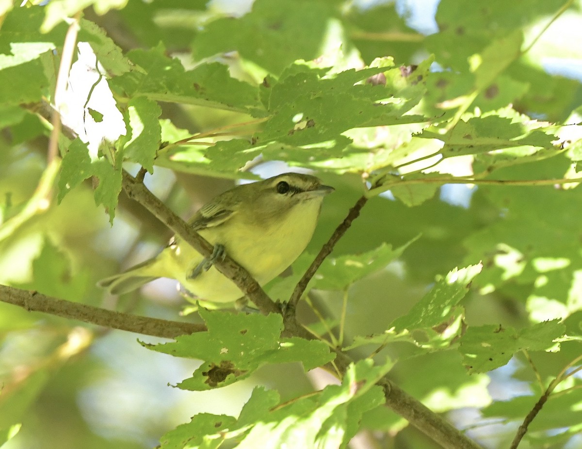 Philadelphia Vireo - ML642869843