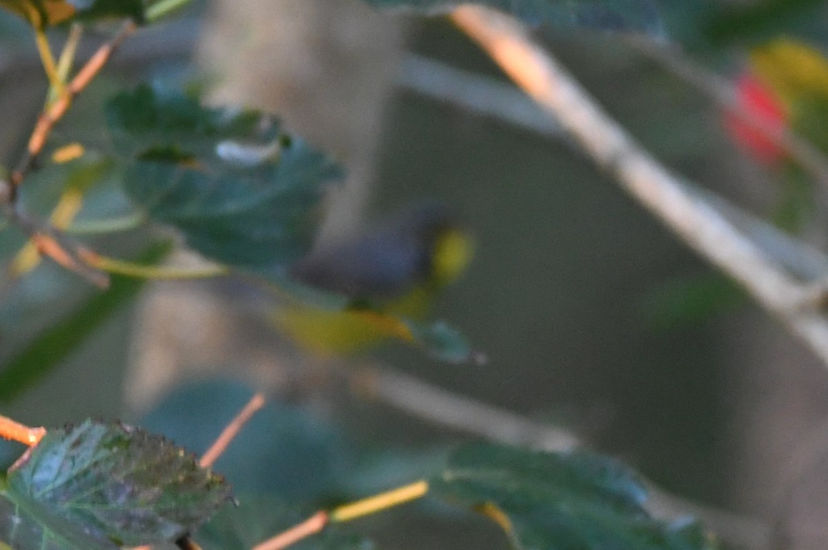 Canada Warbler - ML642869844