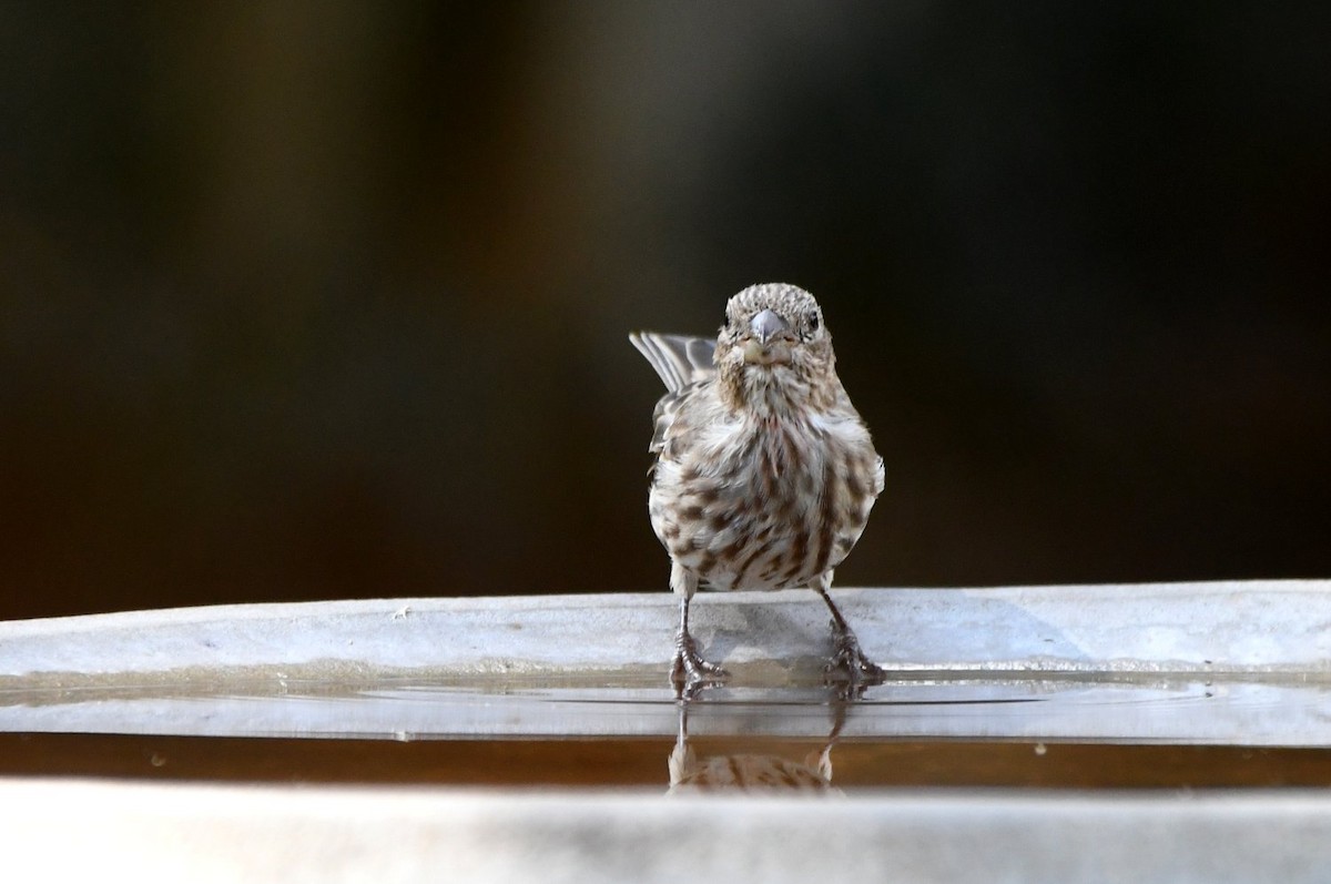 House Finch - ML642869847