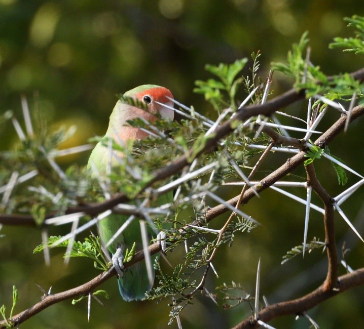 Rosy-faced Lovebird - ML642869848