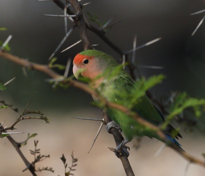 Rosy-faced Lovebird - ML642869850