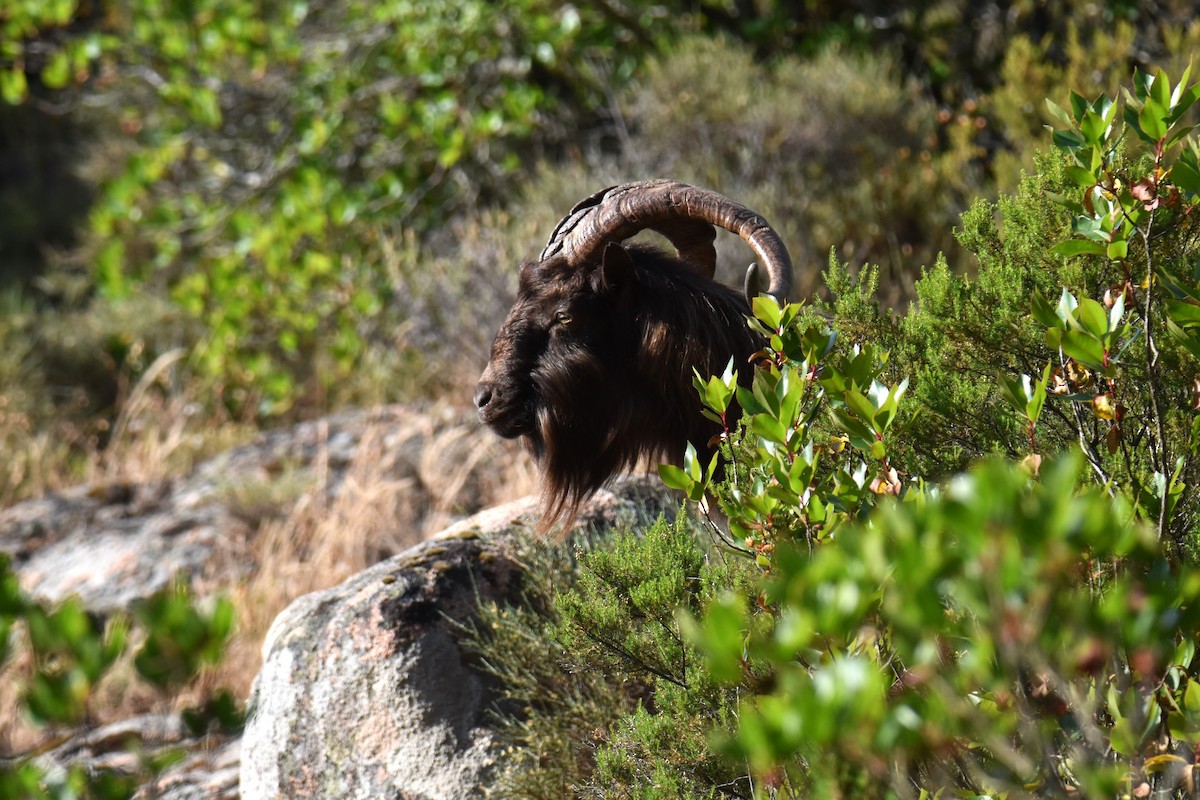 European Mouflon - ML642869851