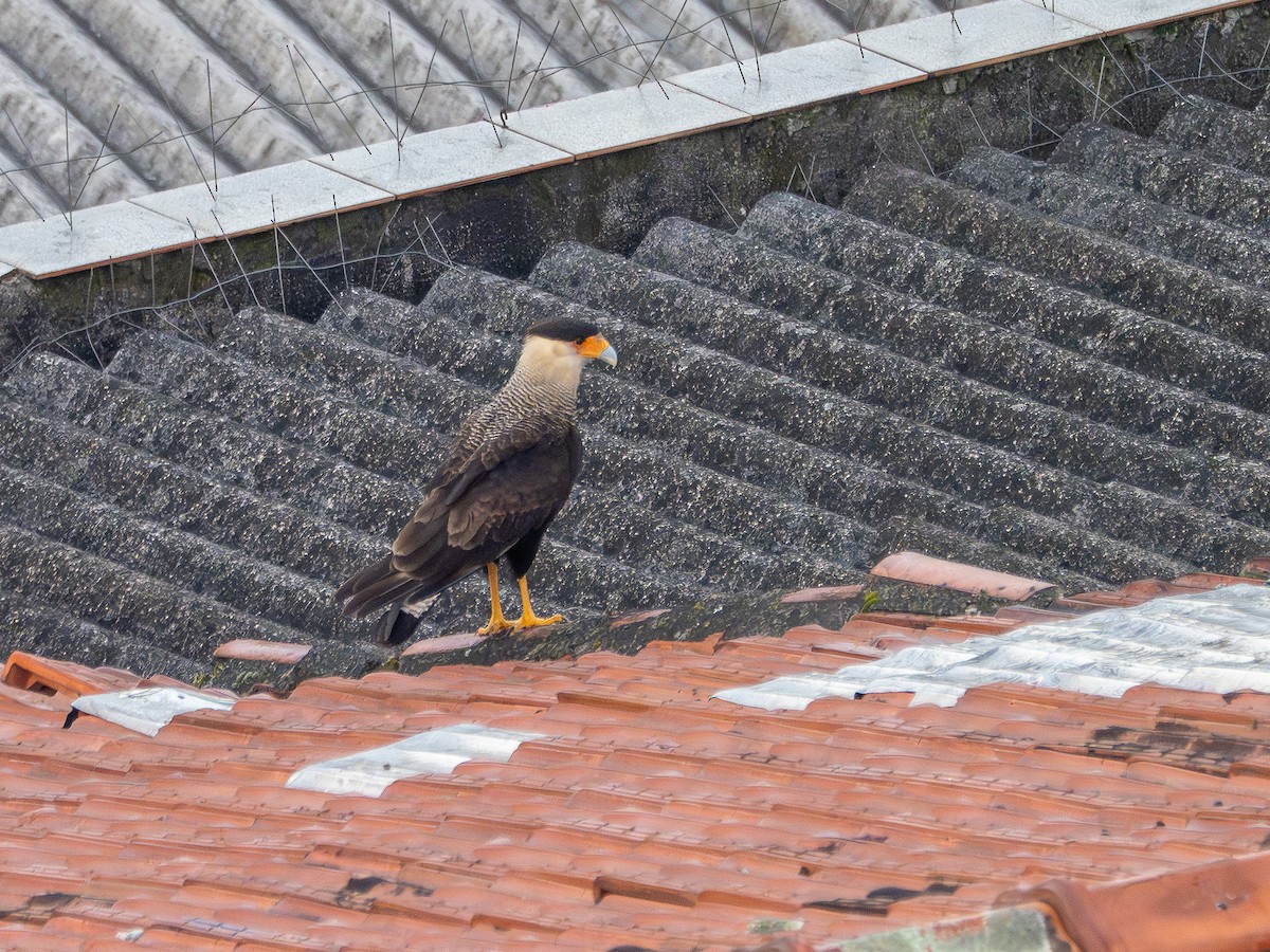 Crested Caracara - ML642869853