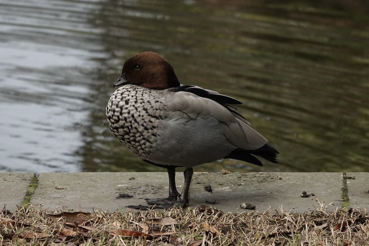 Canard à crinière - ML642869868