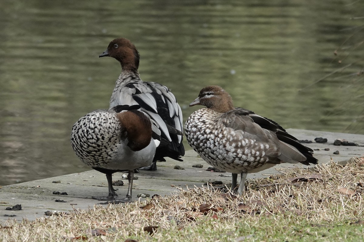 Canard à crinière - ML642869869