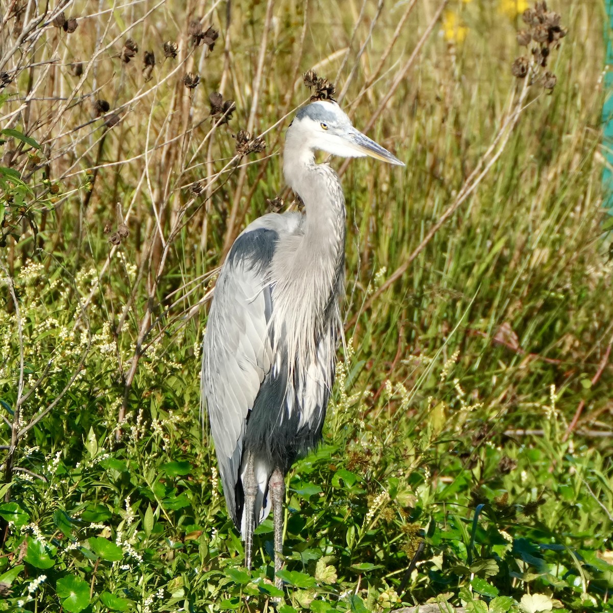 Grand Héron - ML642869870