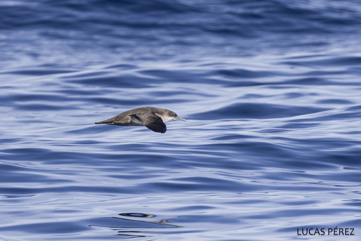 Puffin des Baléares - ML642869876
