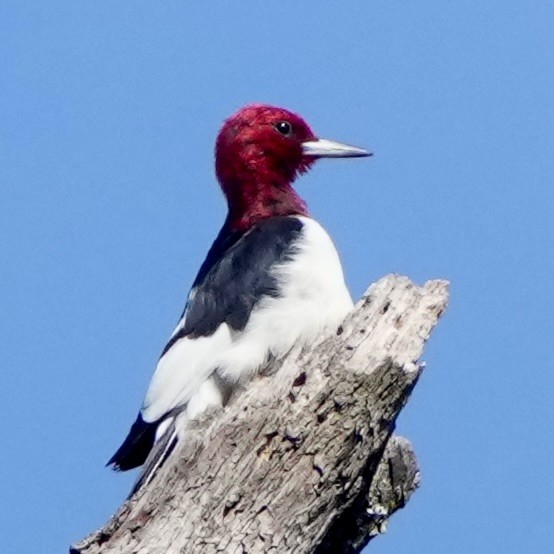 Pic à tête rouge - ML642869878