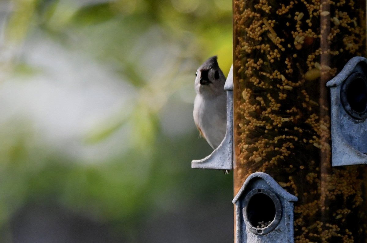 Mésange bicolore - ML642869884