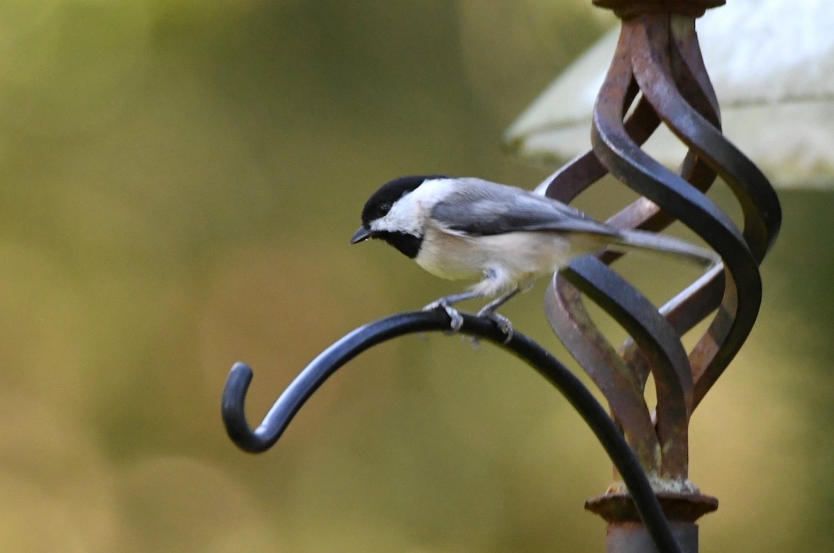 Mésange de Caroline - ML642869888
