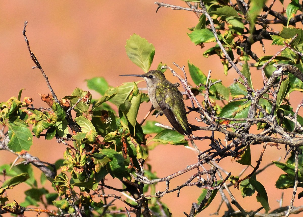 Colibri à gorge noire - ML642869891