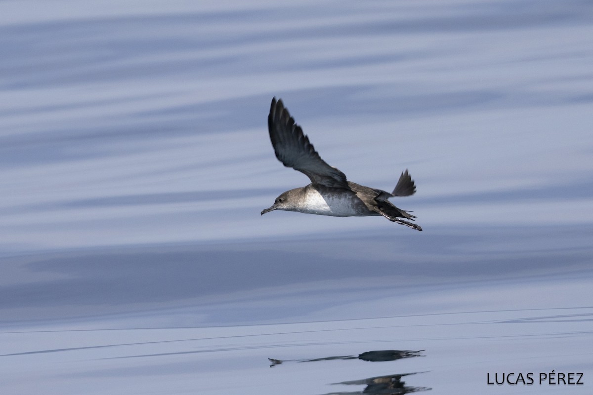 Puffin des Baléares - ML642869895