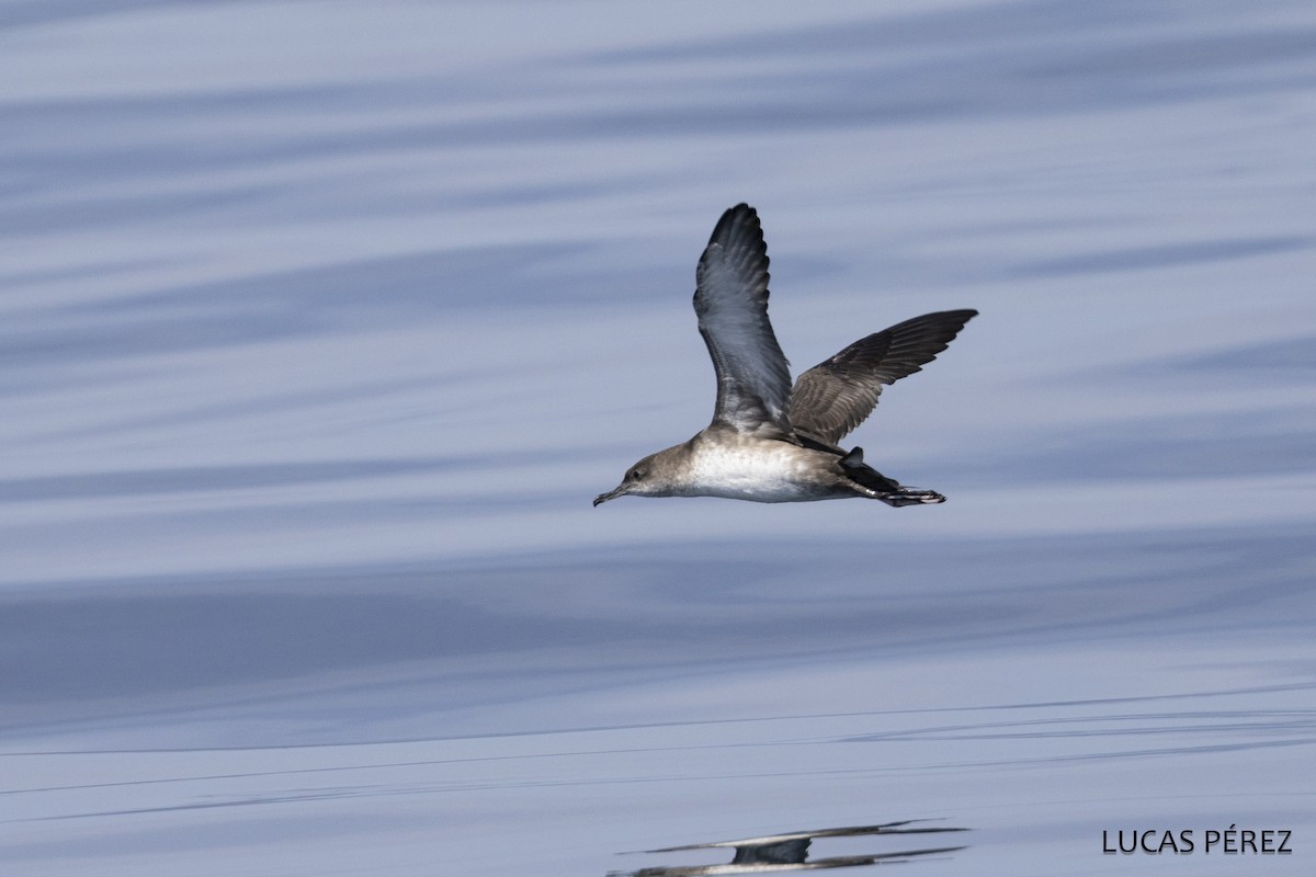 Puffin des Baléares - ML642869896