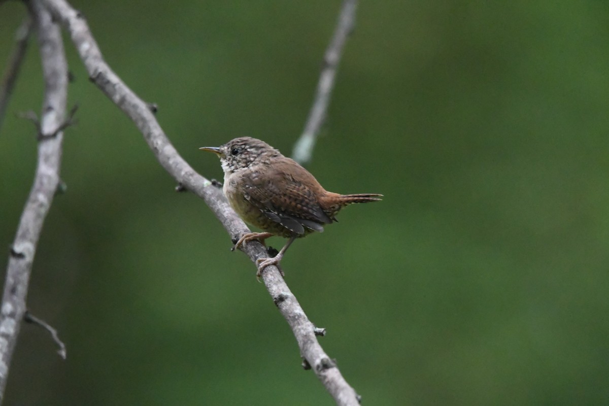 Eurasian Wren - ML642869905
