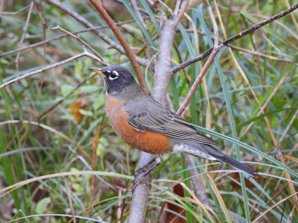 American Robin - ML642869912