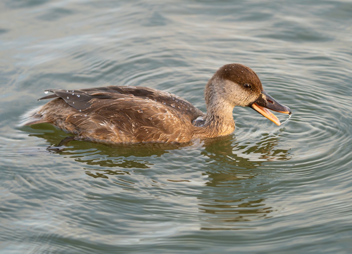 Red-crested Pochard - ML642869914