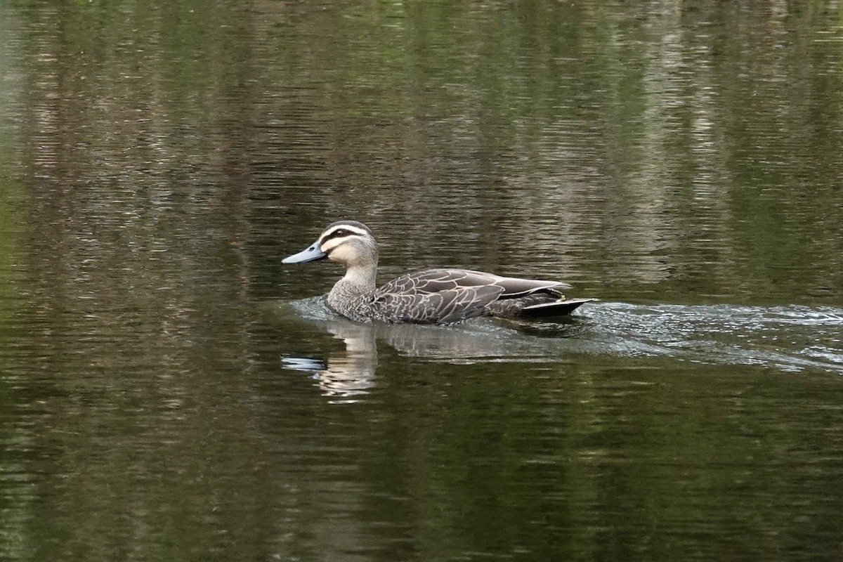 Pacific Black Duck - ML642869920