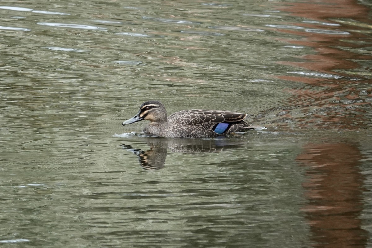 Pacific Black Duck - ML642869921