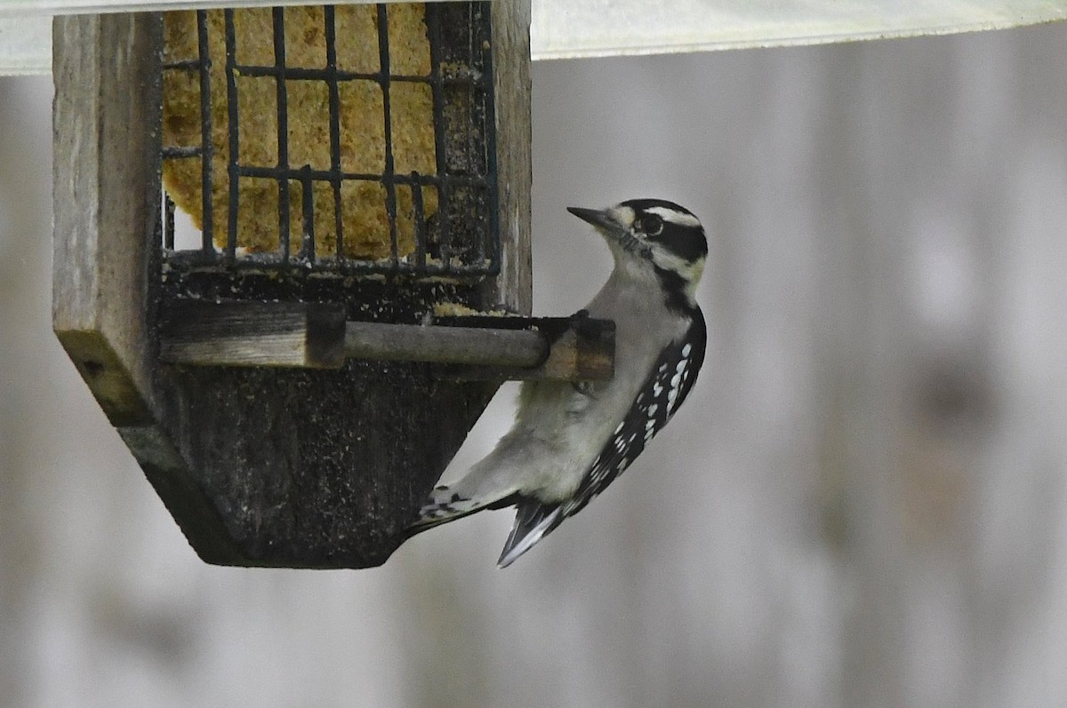 Downy Woodpecker - ML642869922