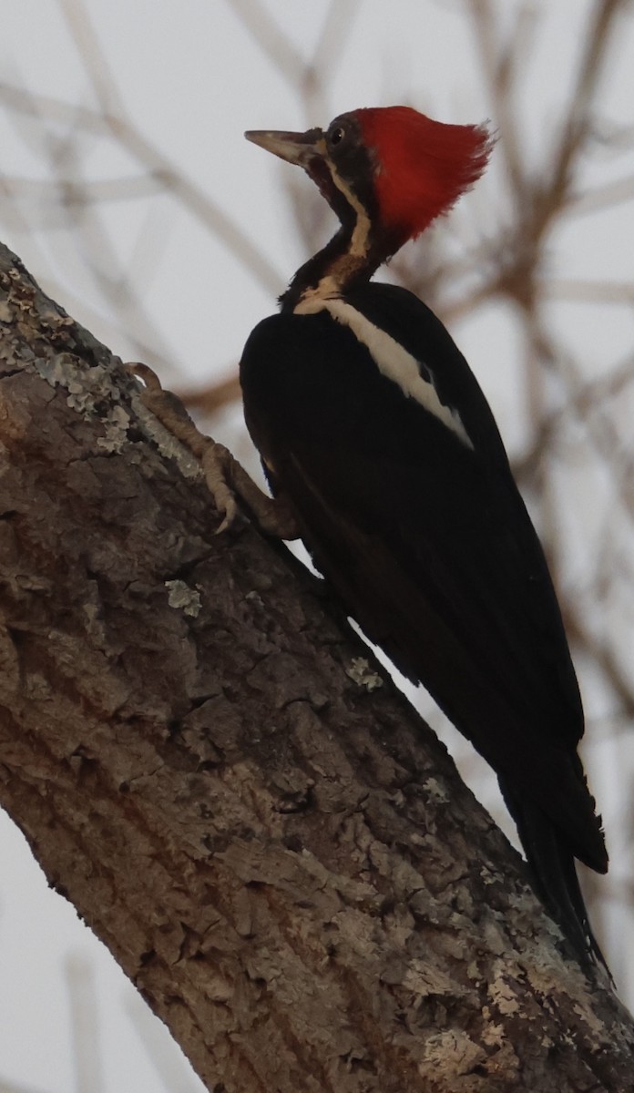 Lineated Woodpecker - ML642869923