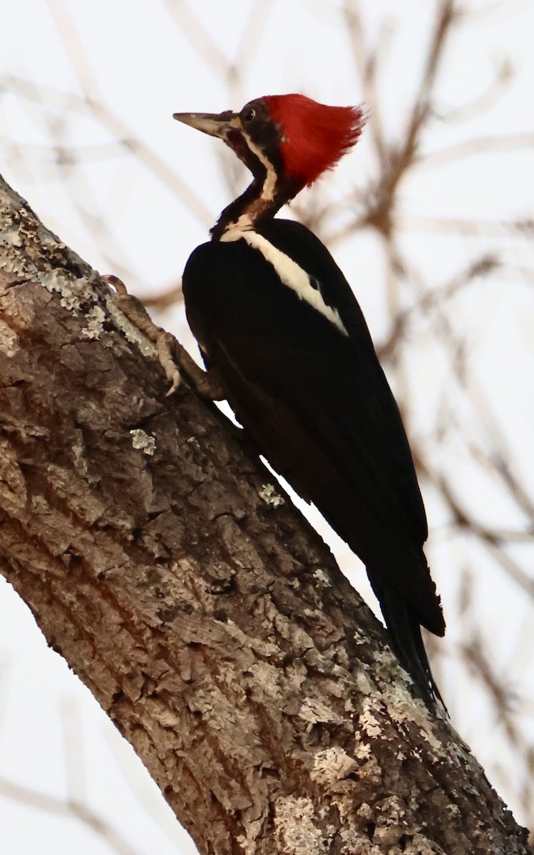 Lineated Woodpecker - ML642869924