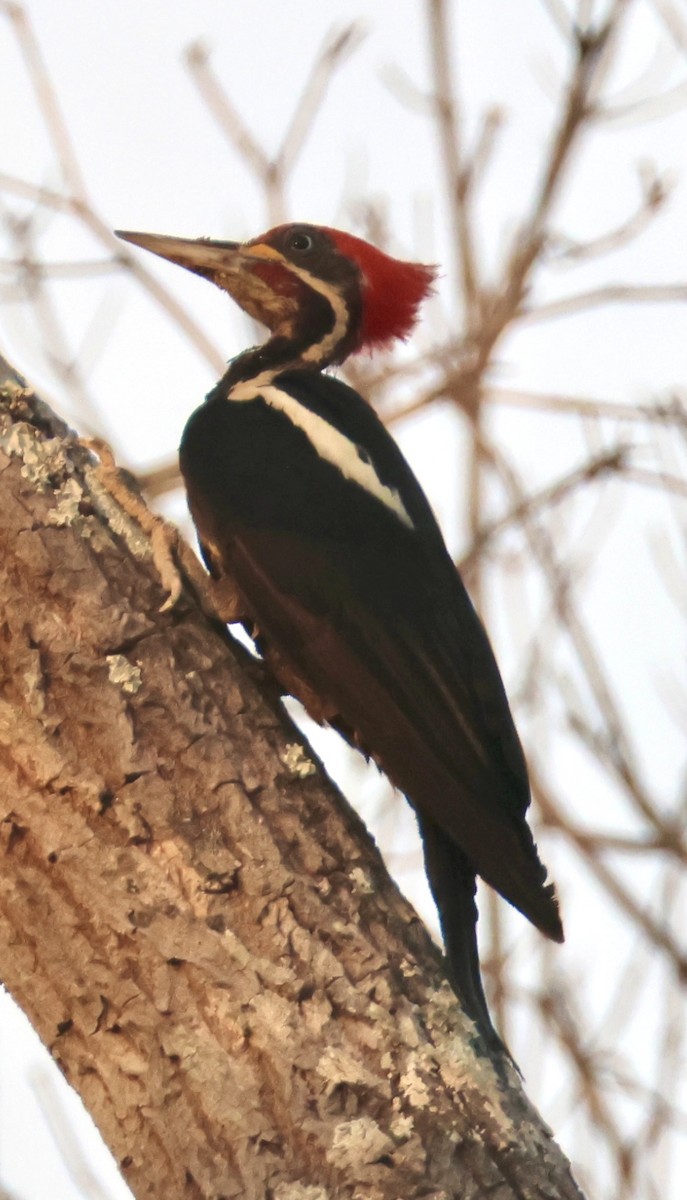 Lineated Woodpecker - ML642869925