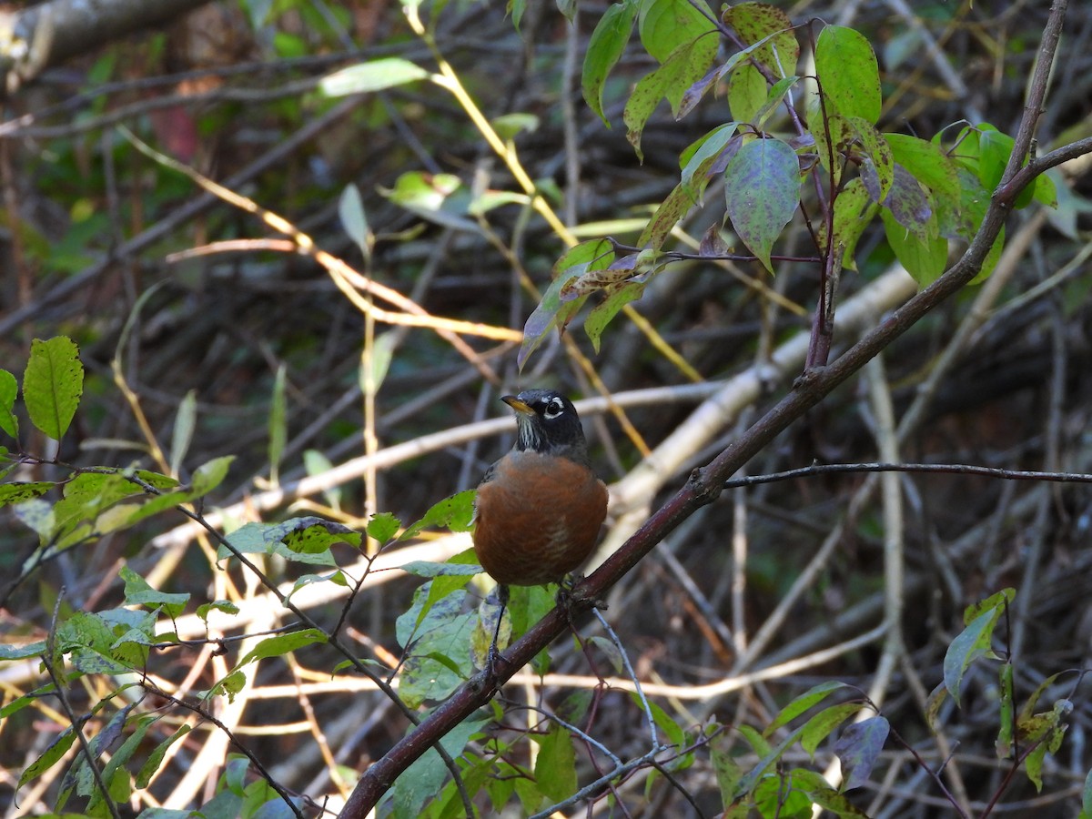 American Robin - ML642869927