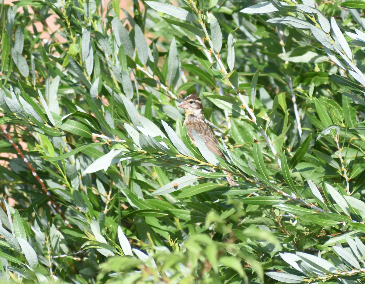 Black-headed Grosbeak - ML642869930