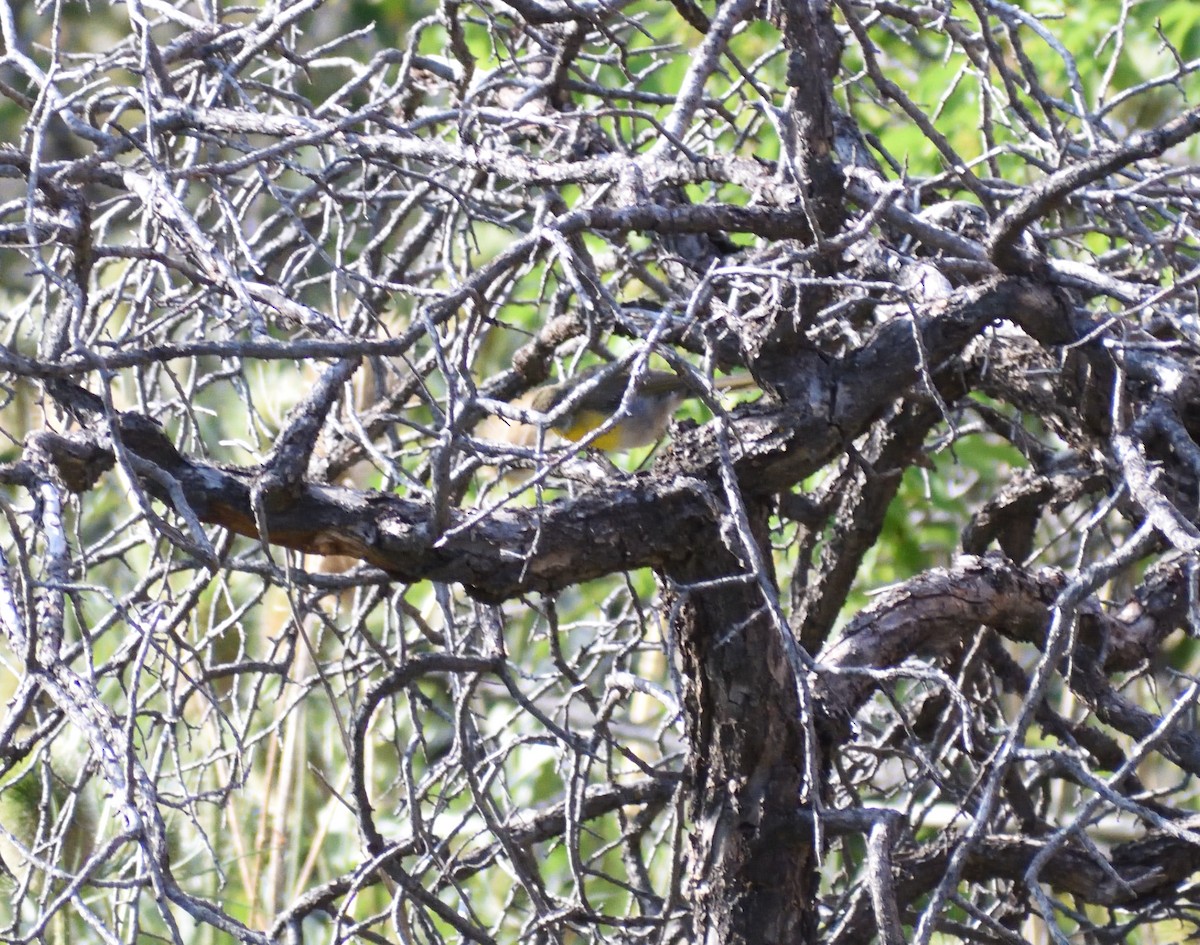 Yellow-breasted Chat - ML642869936