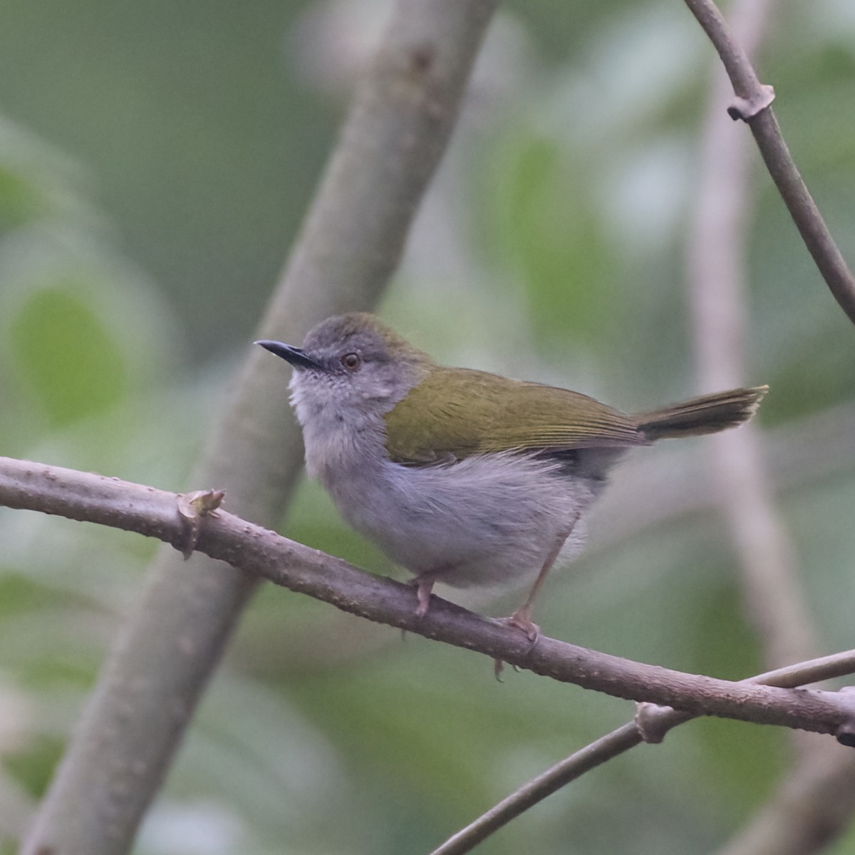 Green-backed Camaroptera - ML642869941
