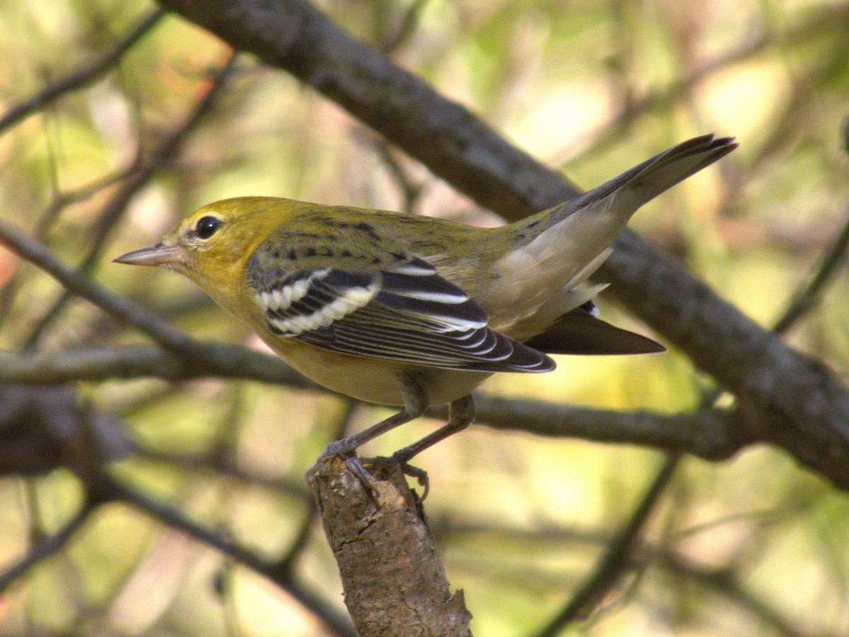 Bay-breasted Warbler - ML642869943