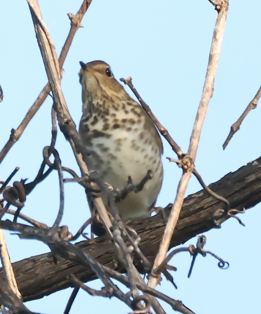 Swainson's Thrush - ML642869945