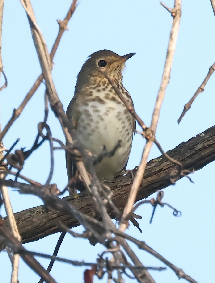 Swainson's Thrush - ML642869946