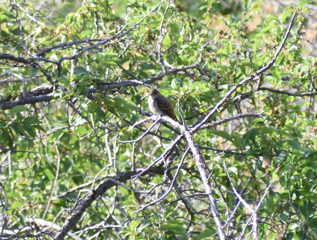 Western Wood-Pewee - ML642869947