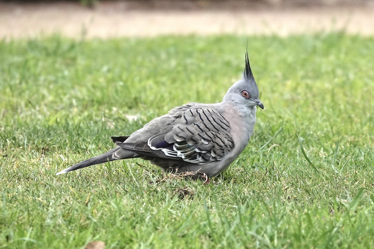 Crested Pigeon - ML642869949