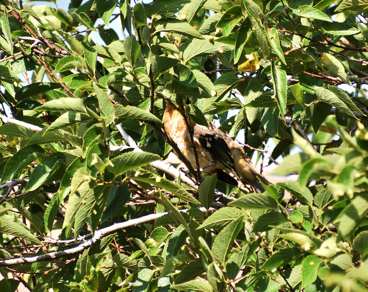 Black-headed Grosbeak - ML642869956